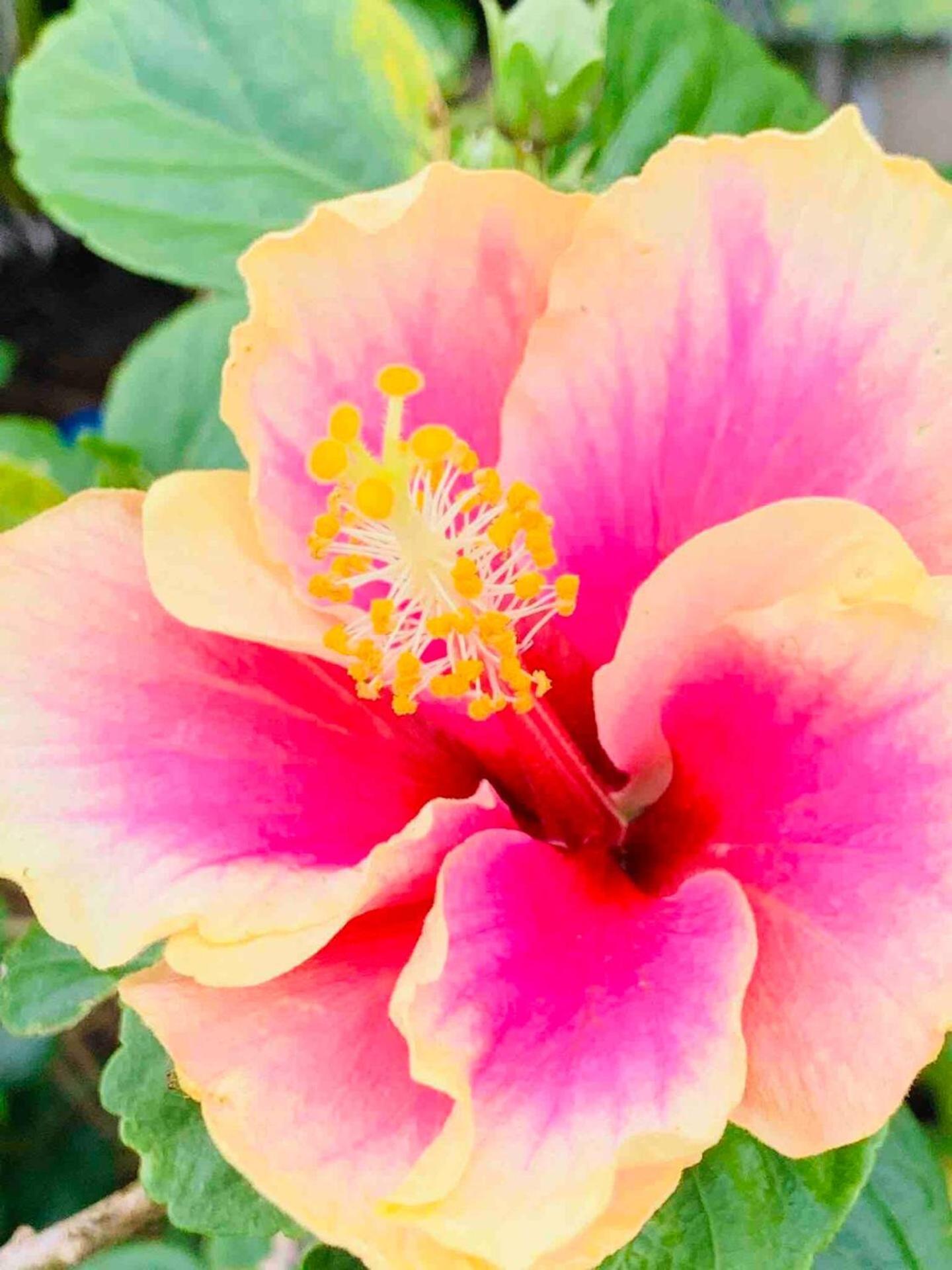North Shore Garden Suite Haleiwa Kültér fotó